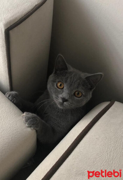 British Shorthair, Kedi  Vera fotoğrafı