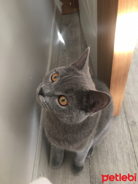 British Shorthair, Kedi  Vera fotoğrafı