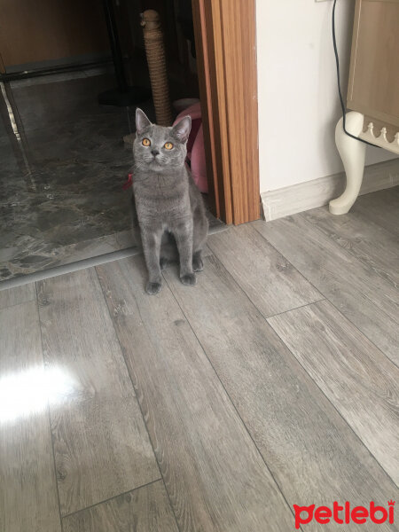 British Shorthair, Kedi  Vera fotoğrafı