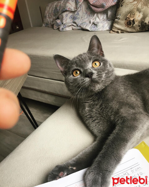 British Shorthair, Kedi  Vera fotoğrafı