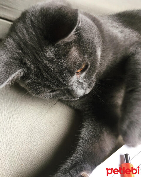 British Shorthair, Kedi  Vera fotoğrafı