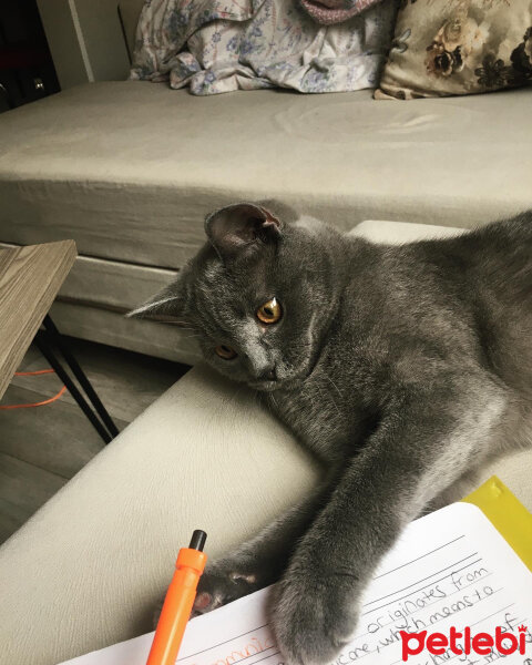 British Shorthair, Kedi  Vera fotoğrafı