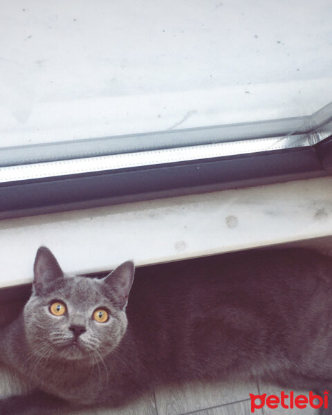 British Shorthair, Kedi  Vera fotoğrafı