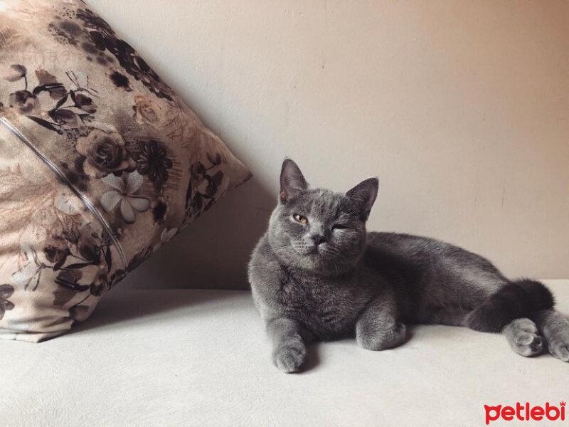 British Shorthair, Kedi  Vera fotoğrafı