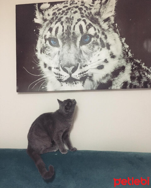 British Shorthair, Kedi  Vera fotoğrafı