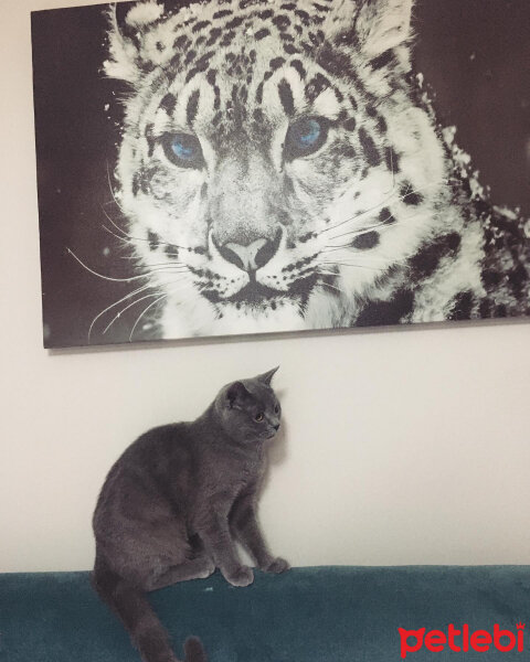 British Shorthair, Kedi  Vera fotoğrafı