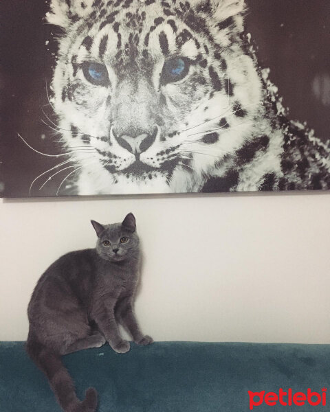 British Shorthair, Kedi  Vera fotoğrafı