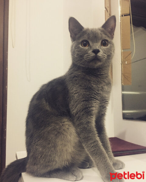 British Shorthair, Kedi  Vera fotoğrafı