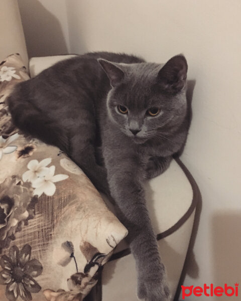 British Shorthair, Kedi  Vera fotoğrafı