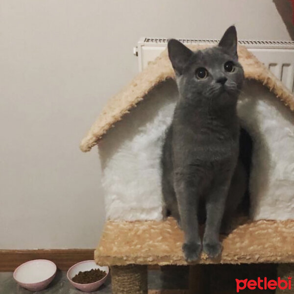 British Shorthair, Kedi  Vera fotoğrafı