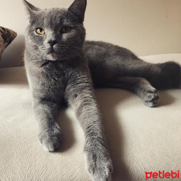 British Shorthair, Kedi  Vera fotoğrafı