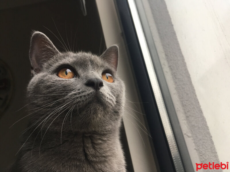 British Shorthair, Kedi  Vera fotoğrafı