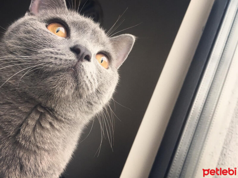 British Shorthair, Kedi  Vera fotoğrafı