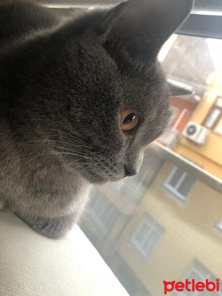 British Shorthair, Kedi  Vera fotoğrafı