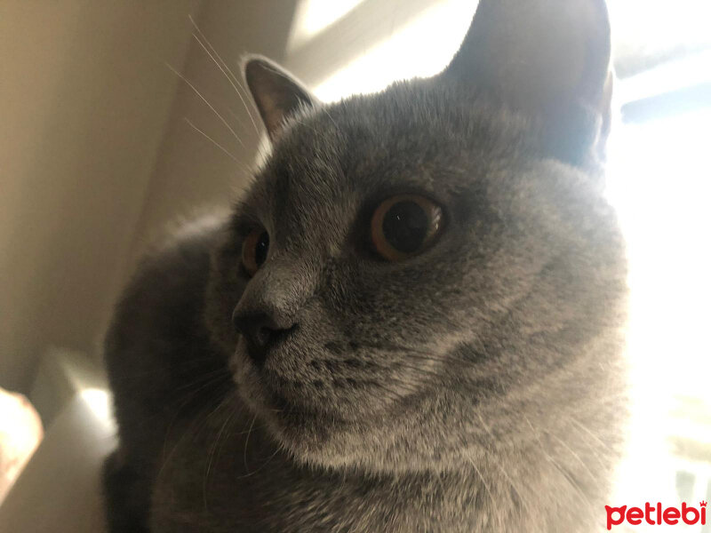 British Shorthair, Kedi  Vera fotoğrafı