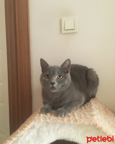 British Shorthair, Kedi  Vera fotoğrafı