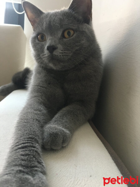 British Shorthair, Kedi  Vera fotoğrafı