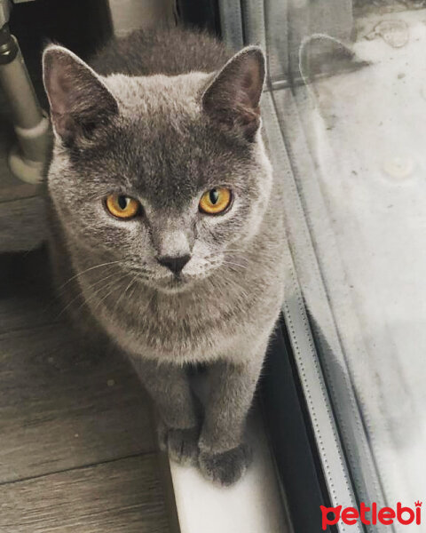 British Shorthair, Kedi  Vera fotoğrafı