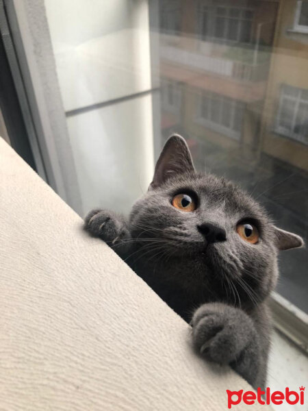 British Shorthair, Kedi  Vera fotoğrafı