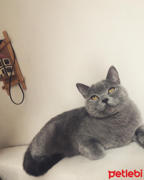 British Shorthair, Kedi  Vera fotoğrafı