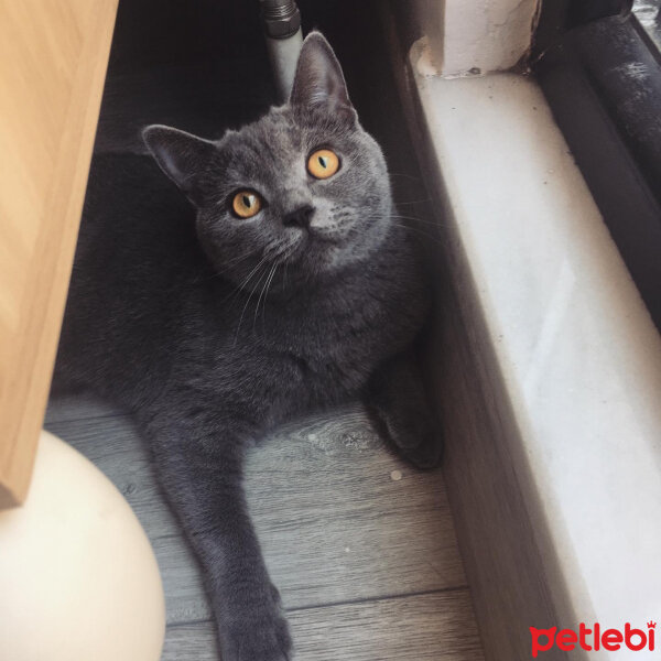 British Shorthair, Kedi  Vera fotoğrafı