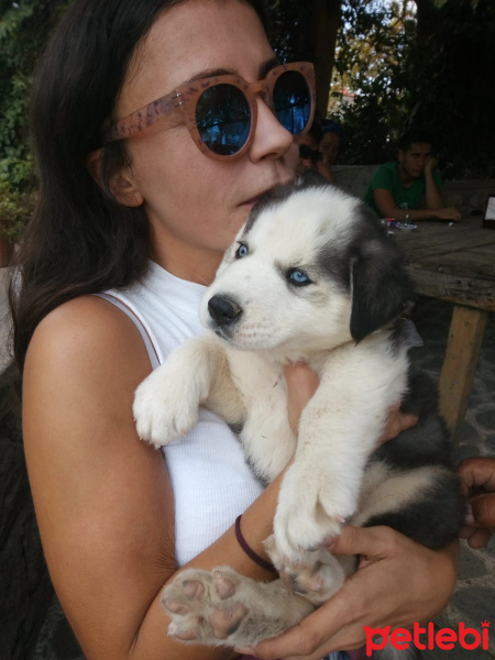 Sibirya Kurdu (Husky), Köpek  Zeus fotoğrafı