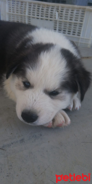Sibirya Kurdu (Husky), Köpek  Zeus fotoğrafı