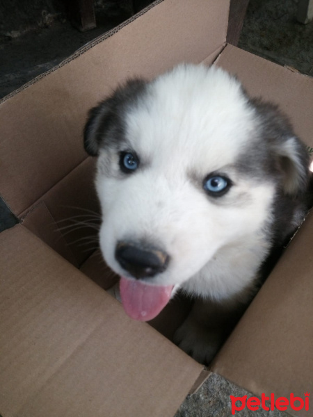 Sibirya Kurdu (Husky), Köpek  Zeus fotoğrafı