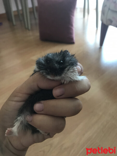 Hamster, Kemirgen  Lidya fotoğrafı