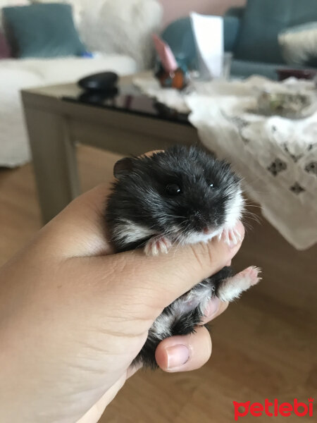 Hamster, Kemirgen  Lidya fotoğrafı