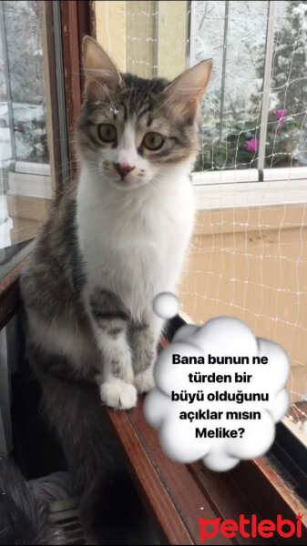 Norwegian Forest, Kedi  Tüymük fotoğrafı