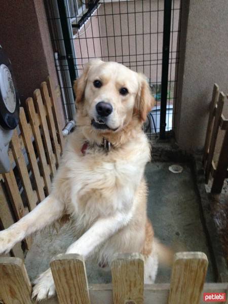 Golden Retriever, Köpek  Wisky fotoğrafı