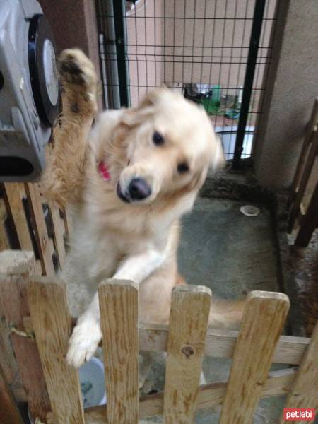 Golden Retriever, Köpek  Wisky fotoğrafı