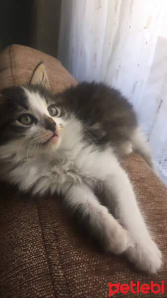 Norwegian Forest, Kedi  Düğme Şef fotoğrafı