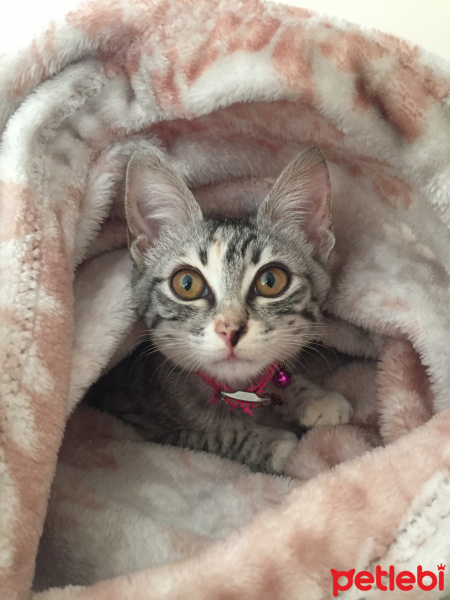 Tekir Kedi, Kedi  mocha fotoğrafı