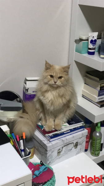 Chinchilla, Kedi  Hera fotoğrafı