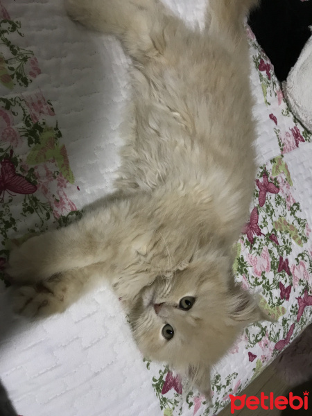 Chinchilla, Kedi  Hera fotoğrafı
