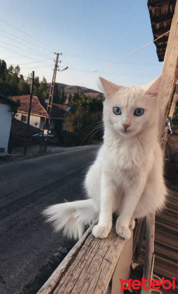 Ankara Kedisi, Kedi  Pamuk fotoğrafı