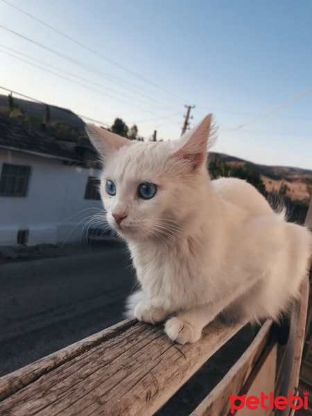 Ankara Kedisi, Kedi  Pamuk fotoğrafı