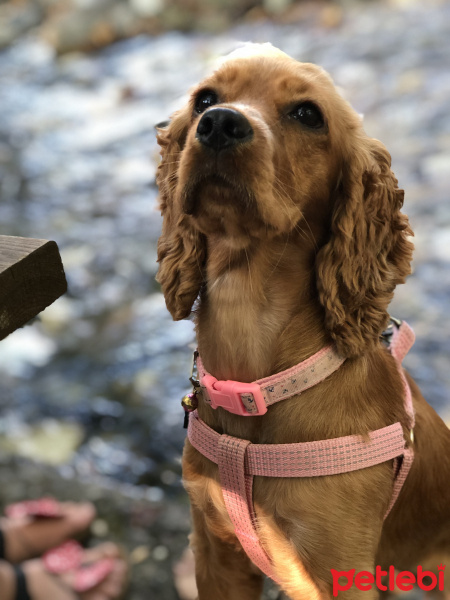 Amerikan Cocker Spaniel, Köpek  Latte fotoğrafı