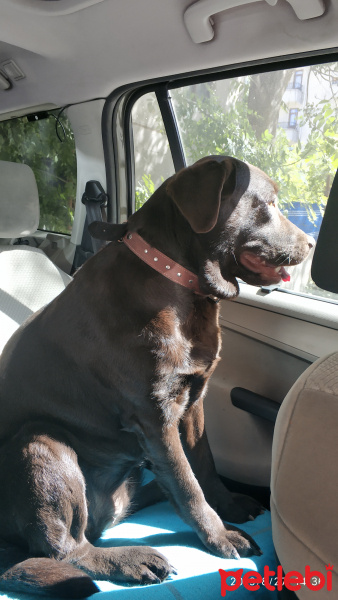 Labrador Retriever, Köpek  Ponçik fotoğrafı