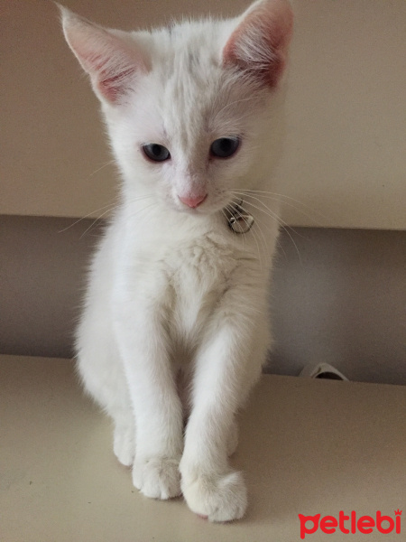 Van Kedisi, Kedi  Mia fotoğrafı