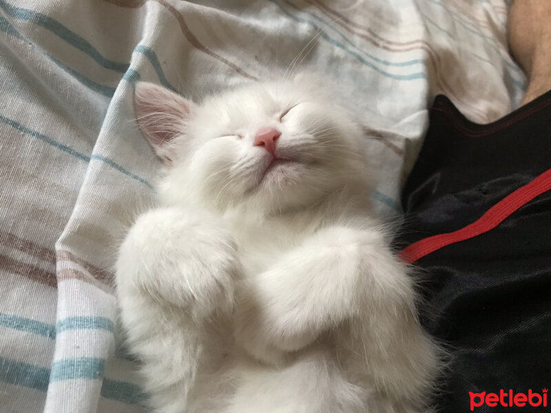 Ankara Kedisi, Kedi  Mermer fotoğrafı