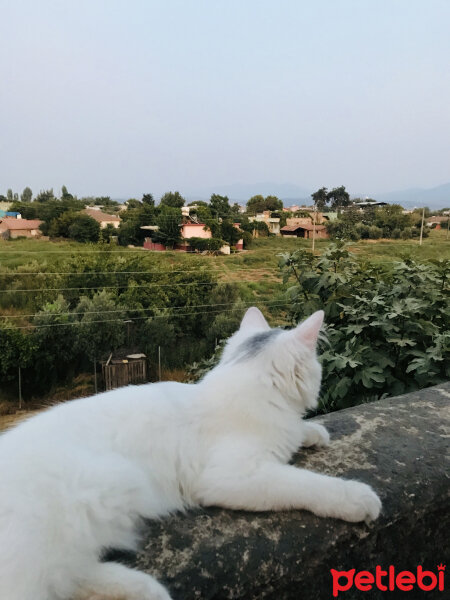 Ankara Kedisi, Kedi  Mermer fotoğrafı