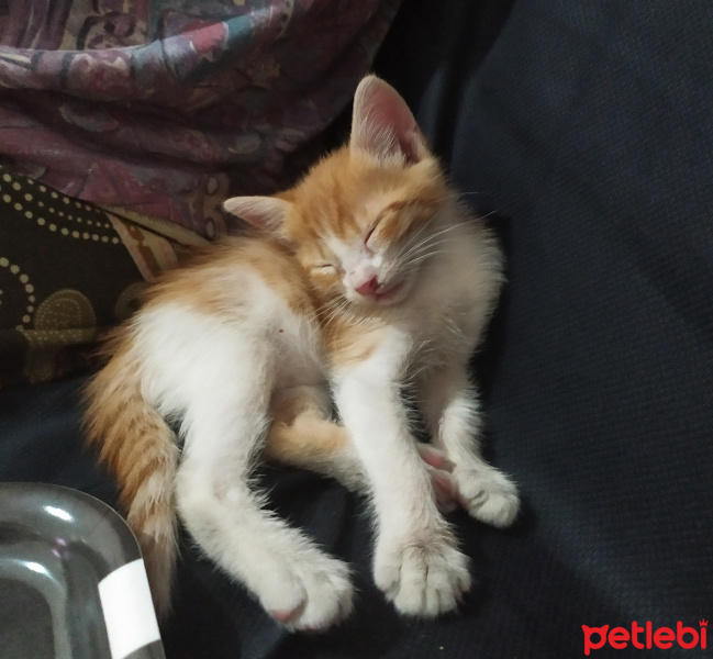 Sarman, Kedi  Hayko fotoğrafı