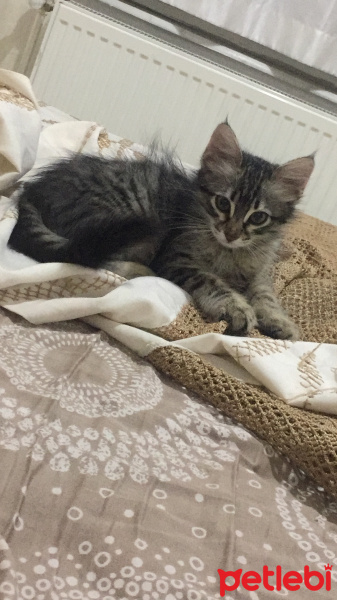 Tekir Kedi, Kedi  Bade fotoğrafı