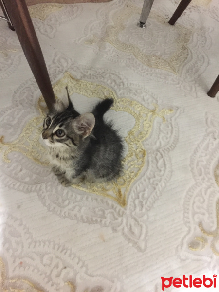Tekir Kedi, Kedi  Bade fotoğrafı