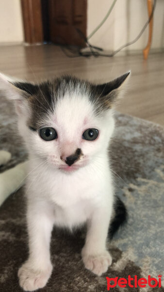 Tekir Kedi, Kedi  J.Kontes fotoğrafı