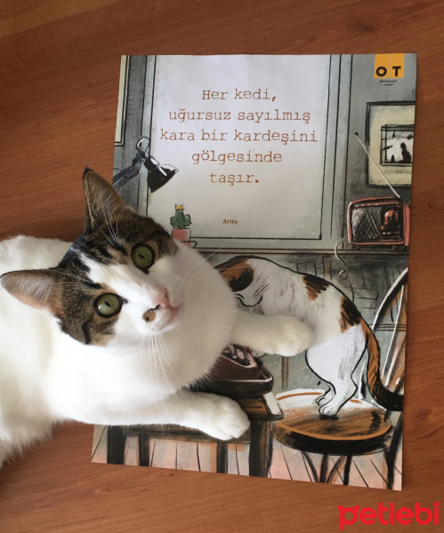 Tekir Kedi, Kedi  Osman fotoğrafı