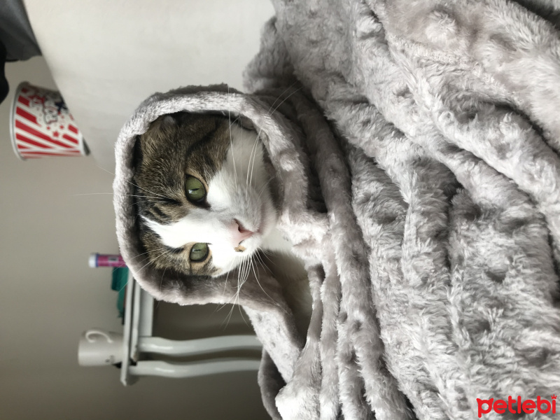 Tekir Kedi, Kedi  Osman fotoğrafı